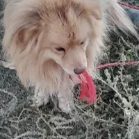 سگ اپارتمان