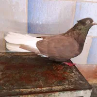 دم سفید|پرنده|اهواز, فاز ۱ پادادشهر|دیوار