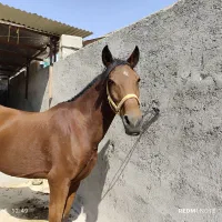 فروش اسب مادیان اصیل کره بند