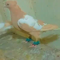 کبوتر قول افقانی کاکلی