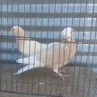 کبوتر زرد|پرنده|اصفهان, شاهد|دیوار