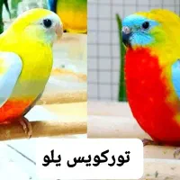 طوطی نئوفما مولد روی تخم و جوجه