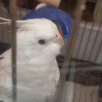 آلبینو نر سفید یک دست