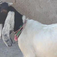 بز افقانی آبستن جهت فروش قیمت 145/000/000|حیوانات مزرعه|اهواز, منازل کارون|دیوار