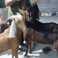 بز داشتی و گوشتی