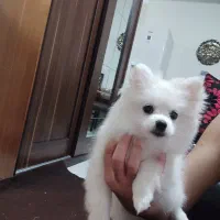 دوعدد پامر ماده|سگ|باغستان, |دیوار