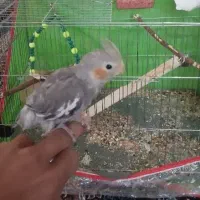 جوجه عروس هلندی ۳ماه