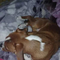 سگ گمشده|حیوانات|امیدیه, |دیوار