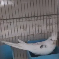 عروس هلندی دوکت البینو|پرنده|بندرعباس, |دیوار