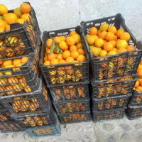 پرتغال محلی وخونی وتامسون محلی شیرین آبدار