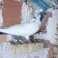 پول لازم|پرنده|دلند, |دیوار