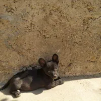 توله سگ شیواوا+اشپیتز|سگ|رستمکلا, |دیوار