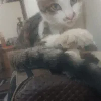 گربه گمشده
