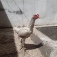 خروس لاری سفید