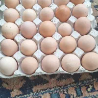 تخم مرغ محلی  تازه|خوردنی و آشامیدنی|جوادآباد, |دیوار