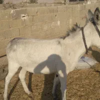 خر خوب. سالم بدون عیب و ایراد|حیوانات مزرعه|گله دار, |دیوار