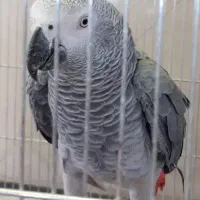 خریدار کاسکو