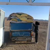 فروش ۴ تن کود خالص کبک