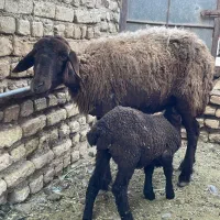 میش بره دار.بز بزغاله دار