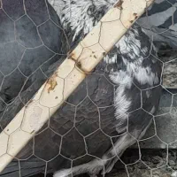 کفتر پرشی|پرنده|قم, ولیعصر|دیوار