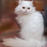 گربه پرشین نر سفید|گربه|کاشمر, |دیوار
