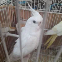 عروس هلندی|پرنده|گرگان, |دیوار