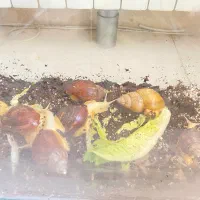 تعدادی حلزون