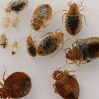 سمپاشی رادین|خدمات نظافت|اسلامشهر, شهرک مهدیه|دیوار