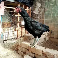 مرغ لاری|حیوانات مزرعه|شیراز, کوشک میدان|دیوار