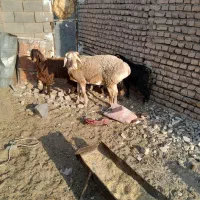 یک راس بره قوچی|حیوانات مزرعه|زیرکوه, |دیوار