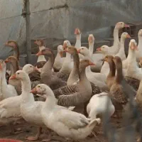 غاز|حیوانات مزرعه|آمل, |دیوار