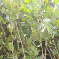 هرس درخت انگور وغیره