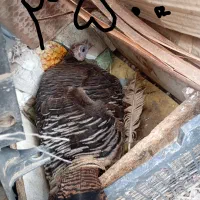 بوقلمون کرک عنبراباد..جوجهای بزرگ