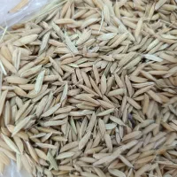 جوفجرسوزنی۹۵روزه