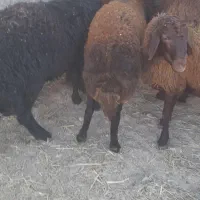 بره برای قربانی