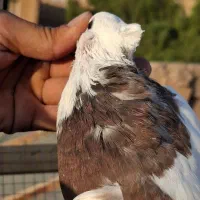 .طوقی|پرنده|قم, قلعه کامکار|دیوار