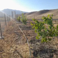 فروش باغ در روستای کشمش تپه