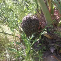 عسل بیابون