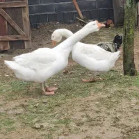 یک جفت غاز خالماگوری 5 ماهه|حیوانات مزرعه|ساری, |دیوار