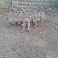 توله سراب اصیل|سگ|بروجرد, |دیوار