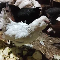 مرغ خروس|حیوانات مزرعه|شاهینشهر, سعدی شمالی|دیوار