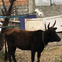 گاو ۷۰ کیلویی سالم و سرحال|حیوانات مزرعه|چالوس, |دیوار