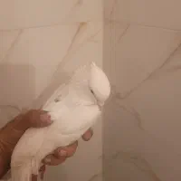 کبوتر|پرنده|شاهین‌شهر, حافظ جنوبی|دیوار
