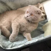 اسکاتیش لیلاک