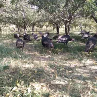 بوقلمون محلی|حیوانات مزرعه|همدان, |دیوار