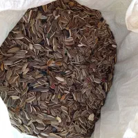 تخمه افتابگردان