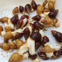 فروش حلزون