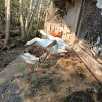 غاز|حیوانات مزرعه|کومله, |دیوار