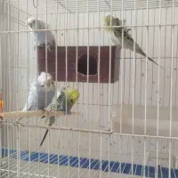 مرغ عشق پروانه ای،رنگین کمانی، اسپانگل،خوشرنگ