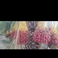 خرما برمیدارم